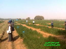 مبارزه با آثار خشکسالی با اجرای طرح کشاورزی حفاظتی