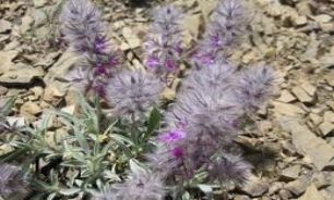 خشکی گردنتان را با چای نابود کنید