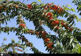 برداشت 16هزار و 500 تن محصولات سردرختی در کشت و صنعت مغان