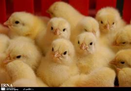 جوجه ریزی بیش از 4 میلیون قطعه مرغ درخراسان جنوبی