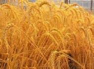 آغاز برداشت گندم در شرق گیلان