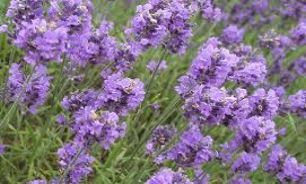 مورچه ها را اينگونه فراري دهيد