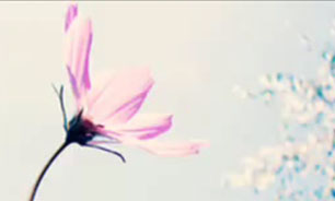 آوای گل + فیلم