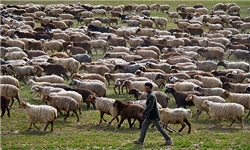کوچ بهاره عشایر شاهسون پایان یافت