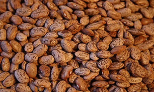 با خواص لوبیا چیتی بیشتر آشنا شویید