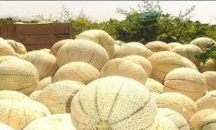 ديابتي ها از مصرف زياد طالبي بپرهيزند