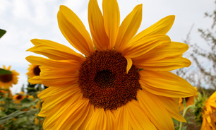 میادین و بلوارهای شهریار به گل و گیاه مزین شد