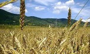 کشت گندم به صورت کاملاً مکانیزه در آذربایجان غربی
