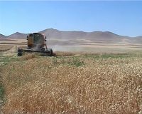 رشد بیست و پنج درصدی کشت محصول جو در کردستان