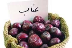 پیش بینی افزایش 20 درصدی تولید عناب در خراسان جنوبی