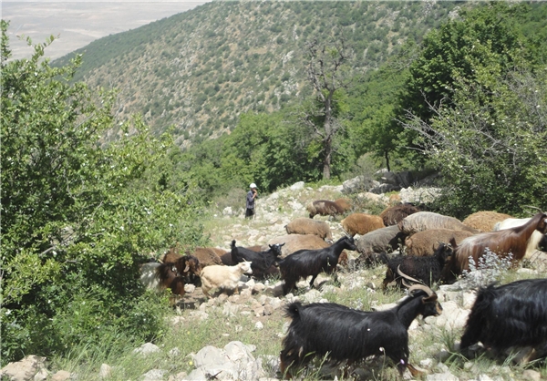 آغاز کوچ دام در مازندران