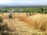 آغاز خرید گندم از کشاورزان خراسان شمالی