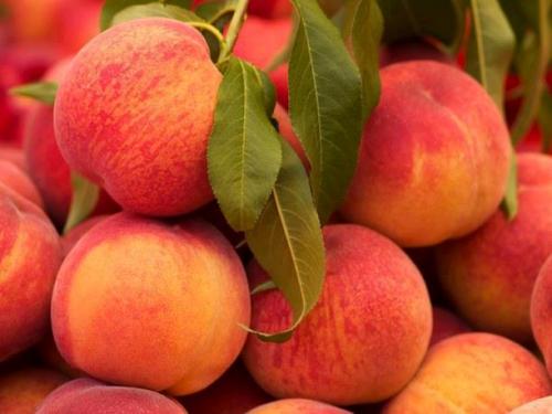 تولید سالانه نزدیک به سی هزار تن هلو در آذربایجان شرقی
