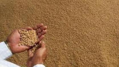 خرید تضمینی گندم مازاد بر مصرف کشاورزان گچساران آغاز شد