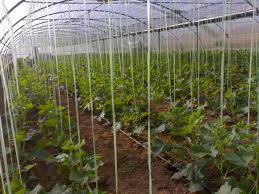 فعال بودن 265 گلخانه درخراسان جنوبی