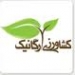 برداشت هلو از باغات راميان گلستان