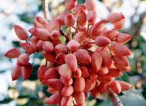 فارس چهارمین استان پسته خیز کشور