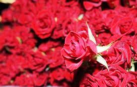 مراسم عروسی با 99999 شاخه گل