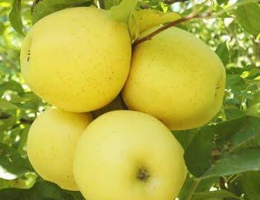 تولیدات کشاورزی کهگیلویه و بویراحمد به بیش از 118 میلیون تن رسید