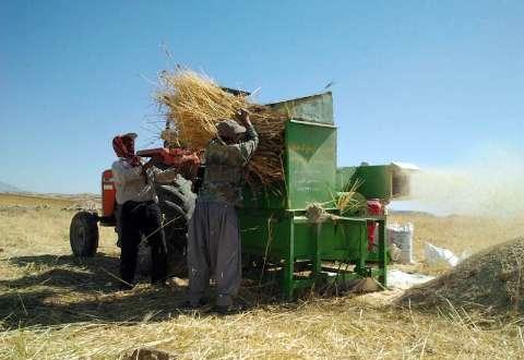 1000 تن گندم مازاد از کشاورزان کهگیلویه خریداری شد
