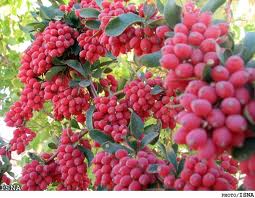 محصولات استراتژيک خراسان جنوبي