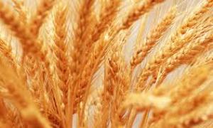 برداشت 180 هزار تن گندم از گندمزارهای استان فارس