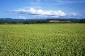 اجرای طرح مزرعه تابستانی من در 3ماه تعطیلی در مازندران