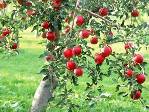 فارس رتبه سوم سطح زیر کشت و تولید سیب در ایران