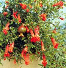 شکوفایی گل های انار در باغات مازندران