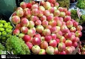 آغاز برداشت سيب گلاب در فارس