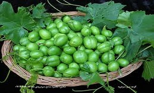 با خواص گوجه سبز  آشنا شوئیم.