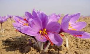 4 ادویه برای تقویت مغز