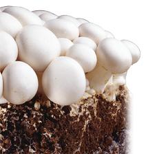 رونمایی از نرم افزار ثبت اطلاعات گلخانه های زینتی,دارویی و قارچ خوراکی
