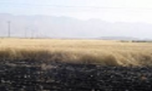 آتش در 16 هکتار از مزارع گندم شهرستان گیلانغرب