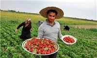 اشتغال ١٢ هزار خانوار کردستانی در مزارع توت فرنگي