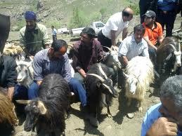 برگزاری جشن شیردوشان در آمل