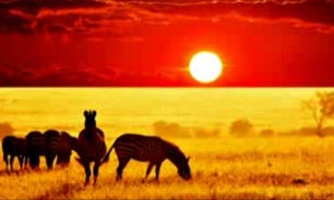 آوای آفریقا + فیلم