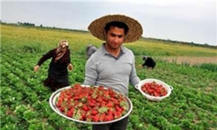 352 کشاورز توت فرنگی کار در کردستان بیمه هستند