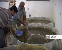 توليد سالانه شش هزار و دويست تن ماهي در کردستان