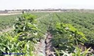 سبزی های را که با آب آلوده آبیاری می شوند امحا می شوند