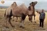 روستای چهل دختر خراسان شمالی روستایی نمونه در پرورش شتر در کشور