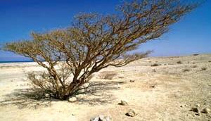 وجود بیش از یک میلیون هکتار عرصه بیابانی در فارس