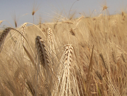 آغاز برداشت جو آبی و دیم از مزارع استان چهارمحال و بختیاری