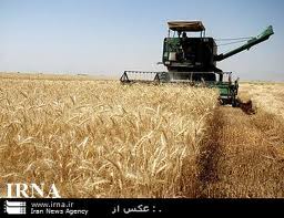پیش‌بینی برداشت 22 هزار تن غلات در بشرویه