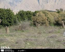 سرما و خشکسالی 320 میلیارد ریال به زراعت و باغات شهرستان نمین خسارت زد