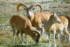 آغاز سرشماری تابستانه وحوش در کردستان