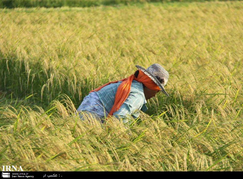 برداشت سوم محصول برنج در مازندران
