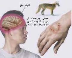 بهره مندی از تجربیات محققان برای مقابله با بیماری زئونوز در مازندران