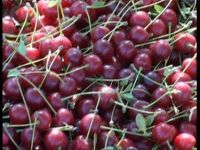 برداشت 900 تن آلبالو از باغات بانه