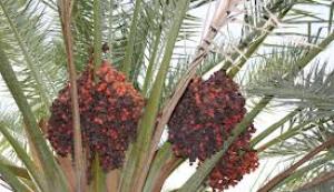شناسایی 100 نوع خرما در فارس